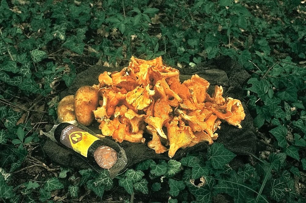 Photograph by Roman Popov