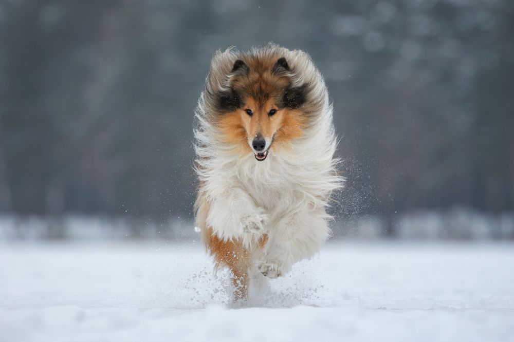 Photograph by Зубкова Юлия