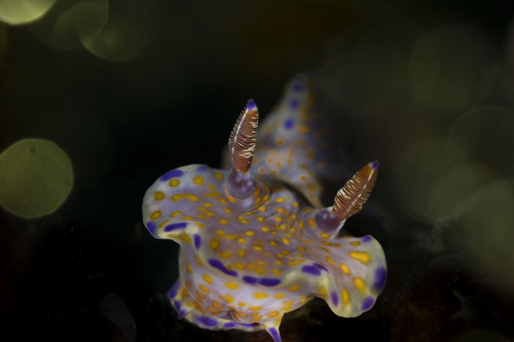 Photograph by Ceci Ver