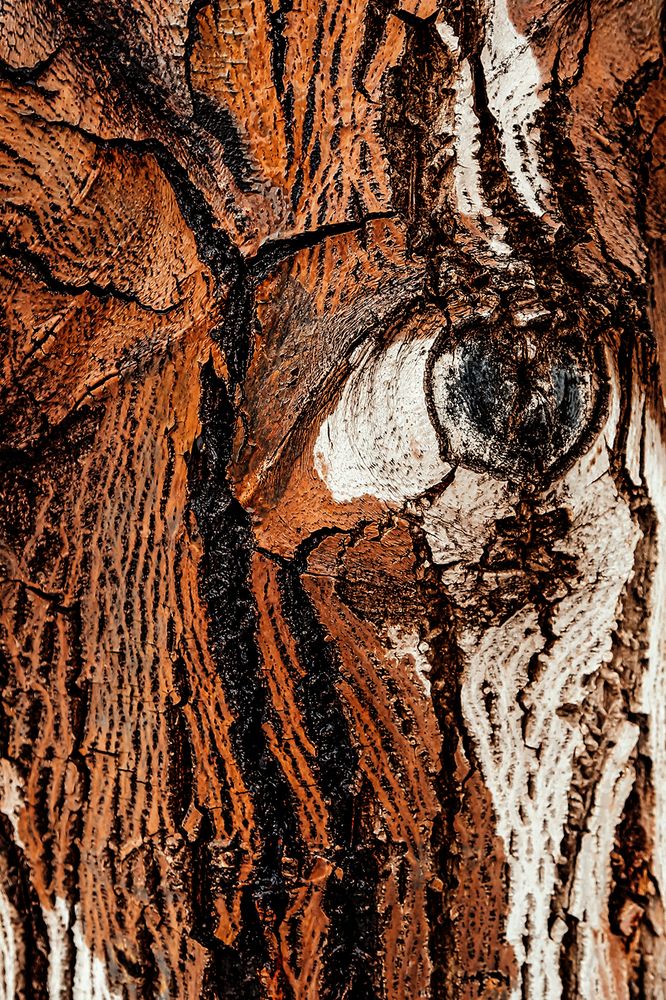 Photograph by Reyhane ajorloo