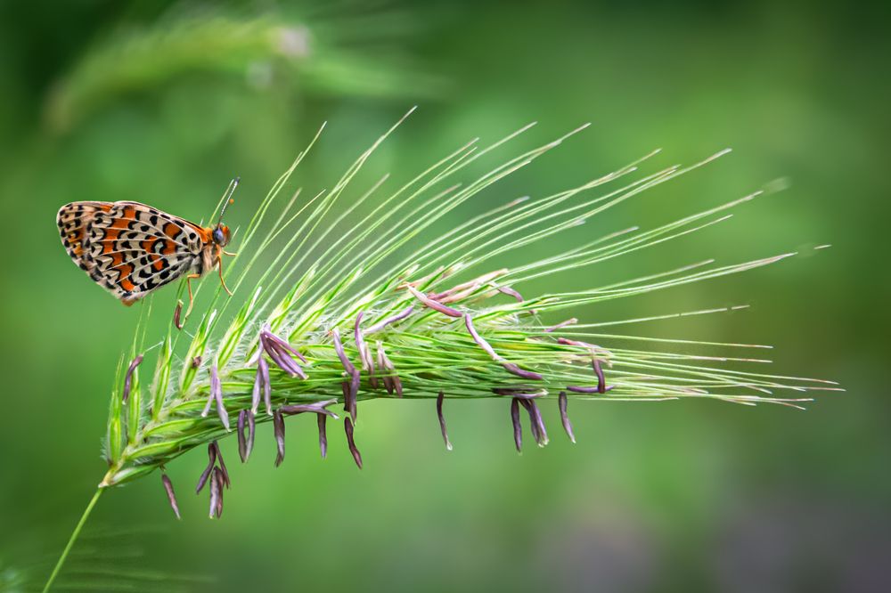 Photograph by Колев Христо