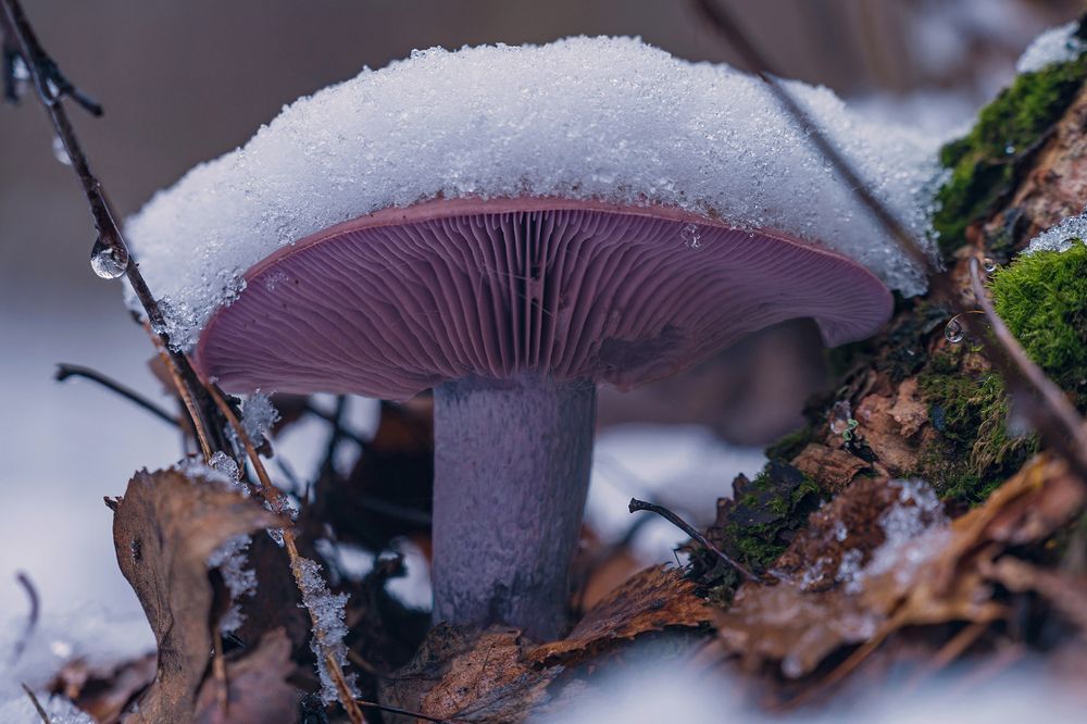 После снегопада