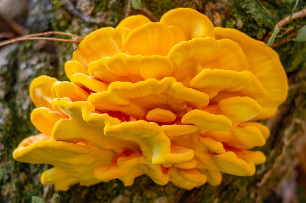 Photograph by Marco Lopes