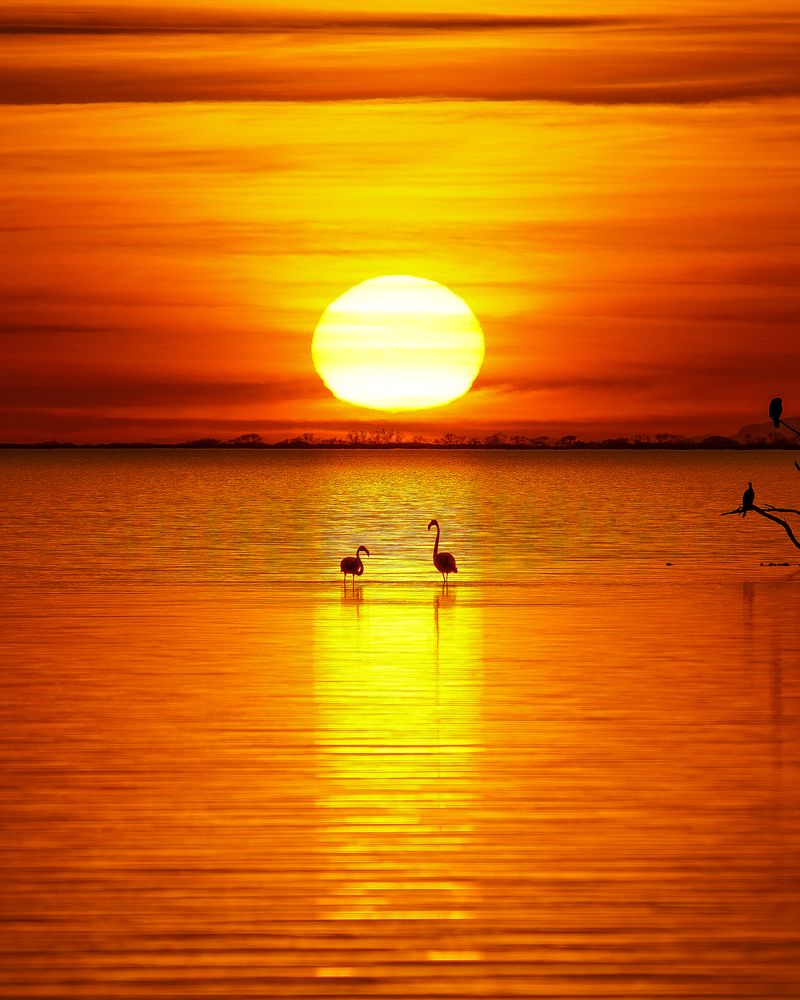 Sunset Symphony of Greater Flamingos