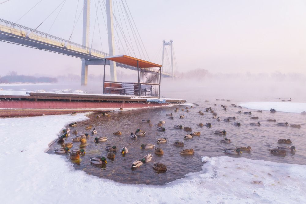 Photograph by Александр Пургин