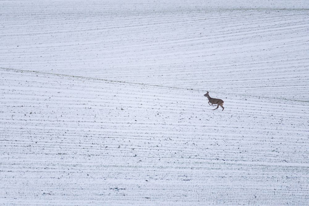 Photograph by Janusz Osika