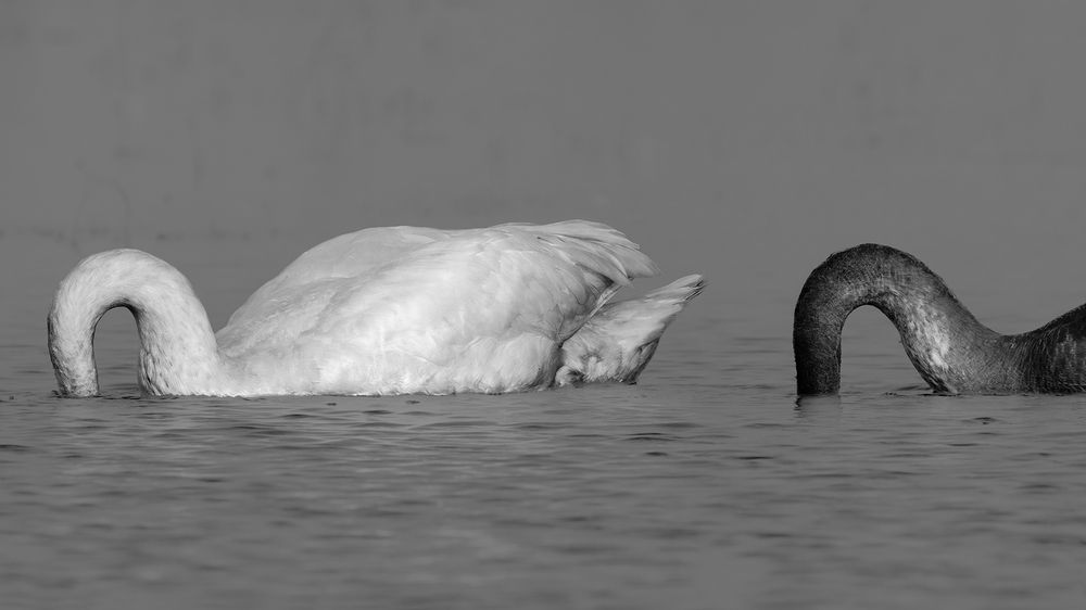 Photograph by Amin Maleki