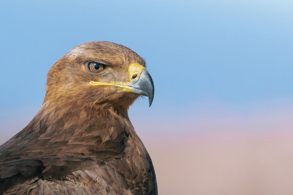 Photograph by Amin Maleki