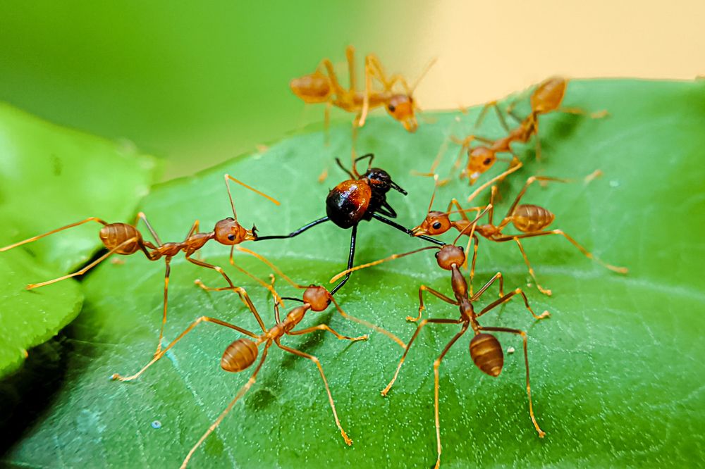 Asian Weaver Ant