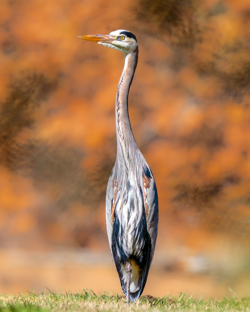 Photograph by Shebin Philip