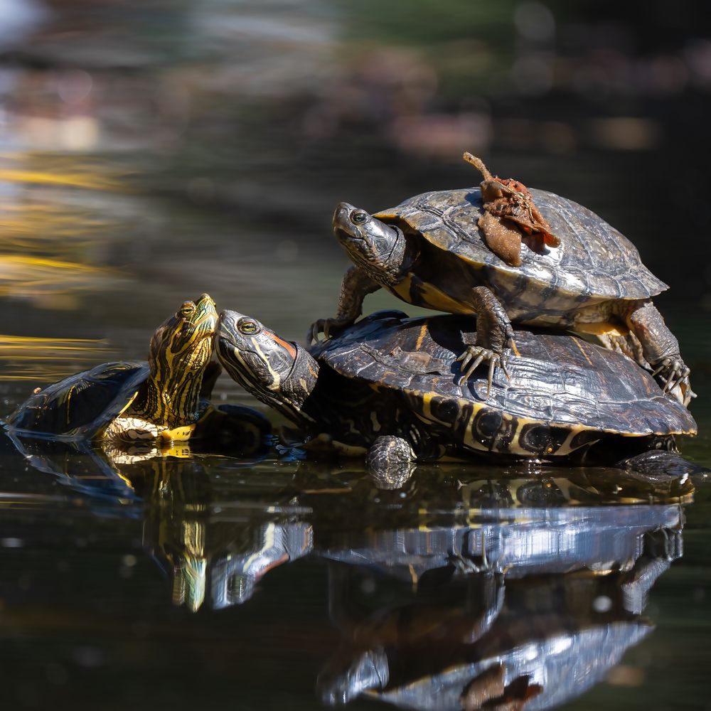 Photograph by Shebin Philip