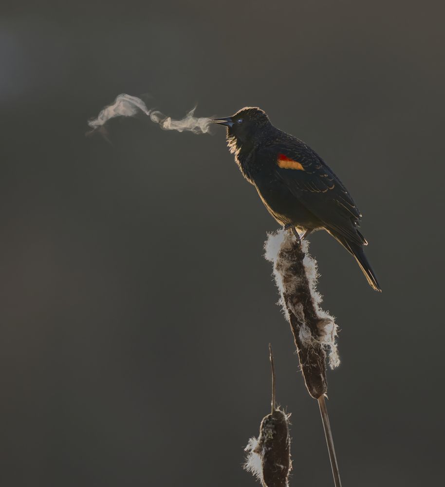 Every Breath You Take