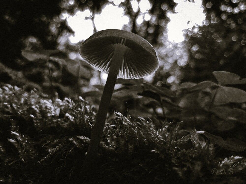 Photograph by Алина Демидова