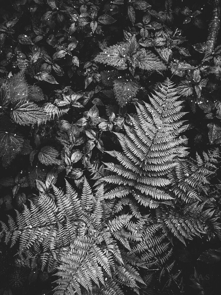 Photograph by Алина Демидова