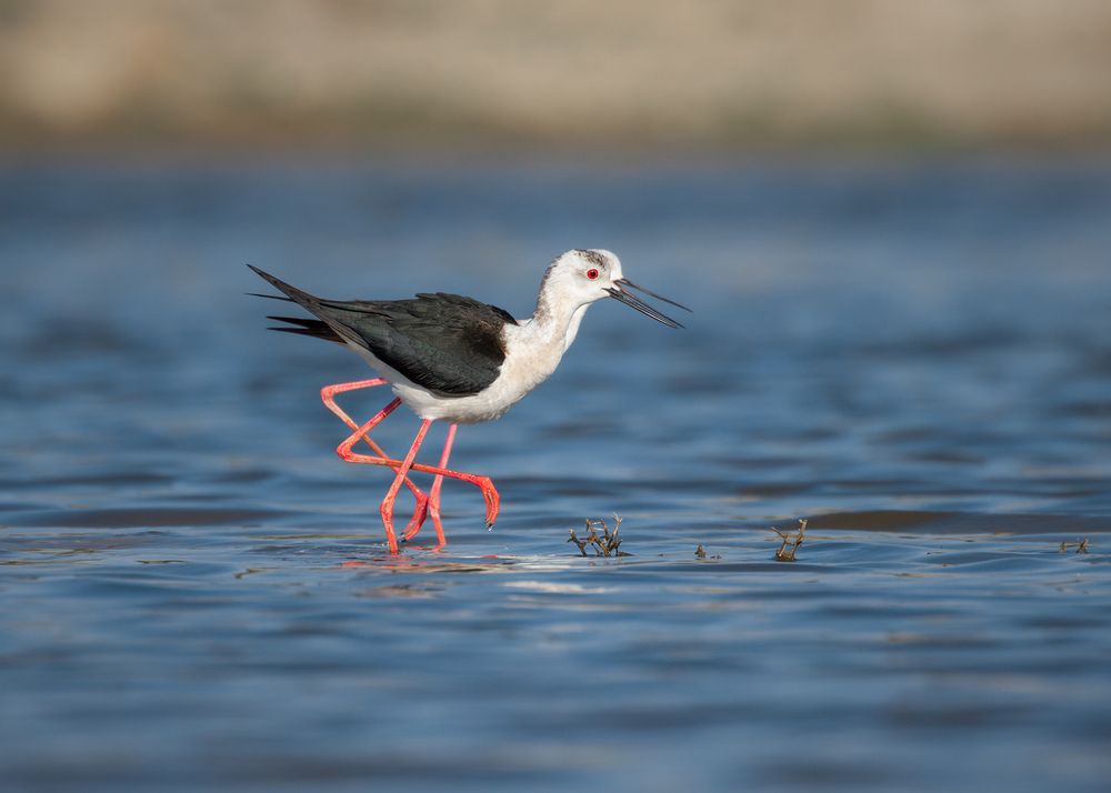 Two Souls And One Body