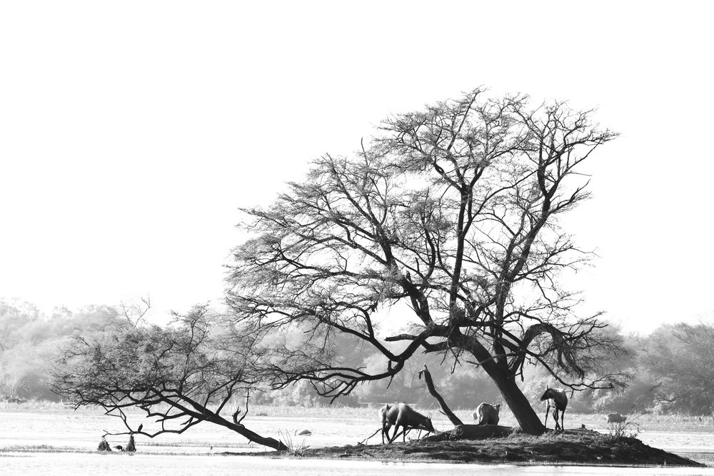 Photograph by Ashwin Tirkey