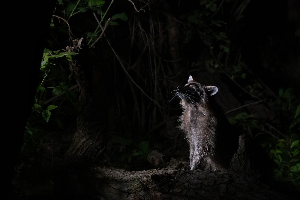 Photograph by Александр Щербаков