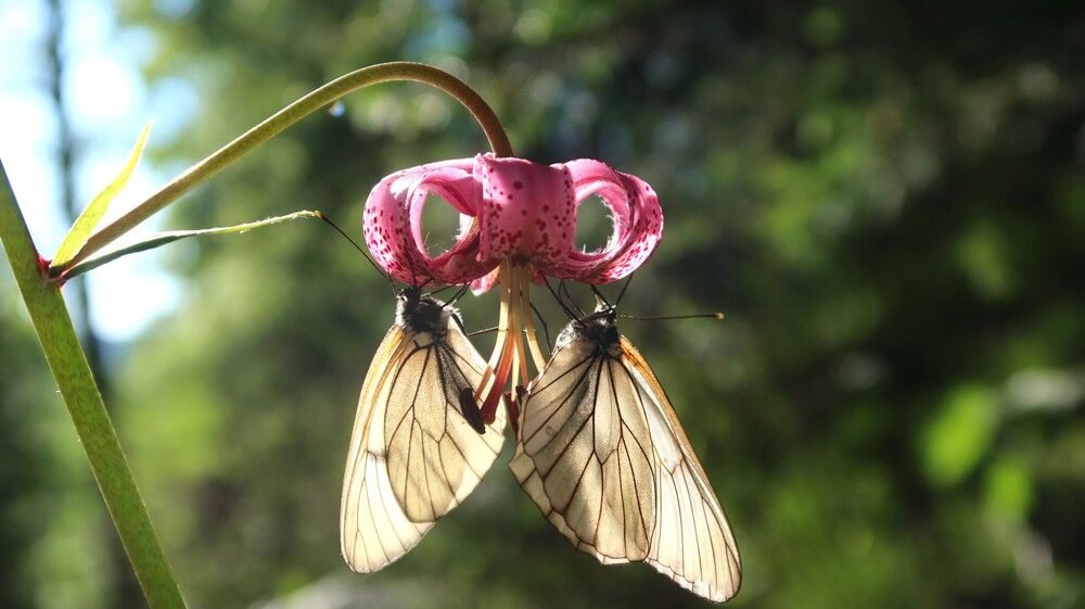 Бабочки на цветке