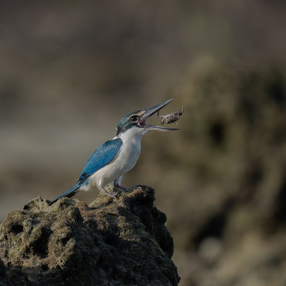 Photograph by Suresh Selvaraj