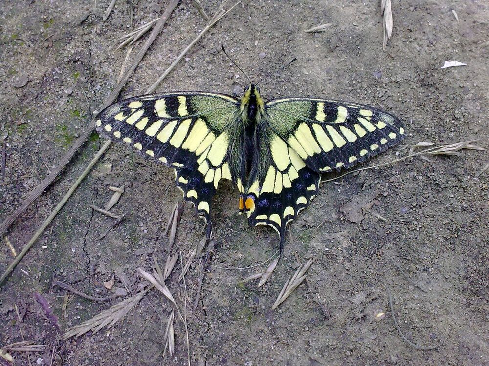 Photograph by СТЕПАН ДЖУЛАКИДЗЕ