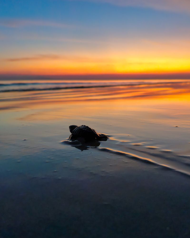 The Ocean is Calling-Olive Ridley Turtles