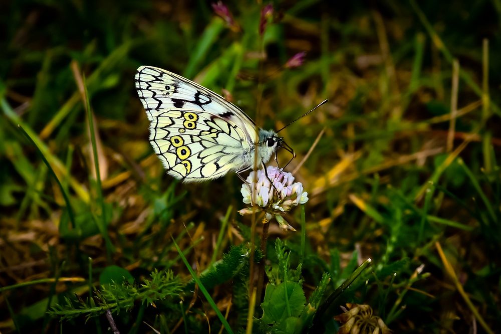 Photograph by Владимир Говоров