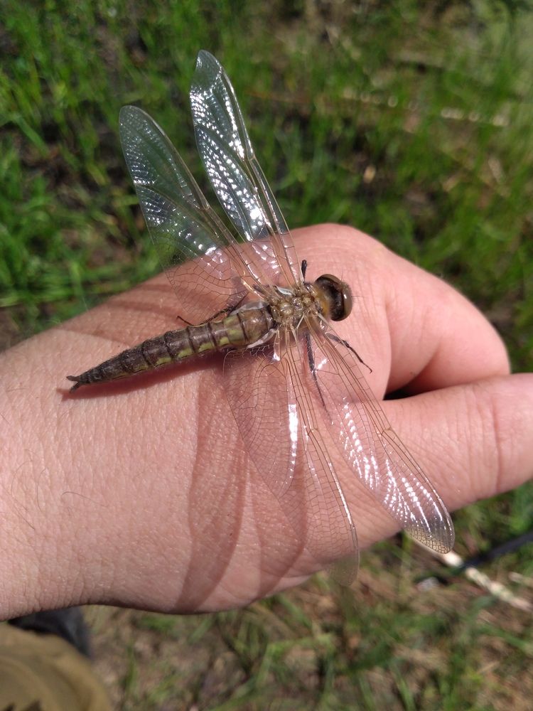 Photograph by СТЕПАН ДЖУЛАКИДЗЕ