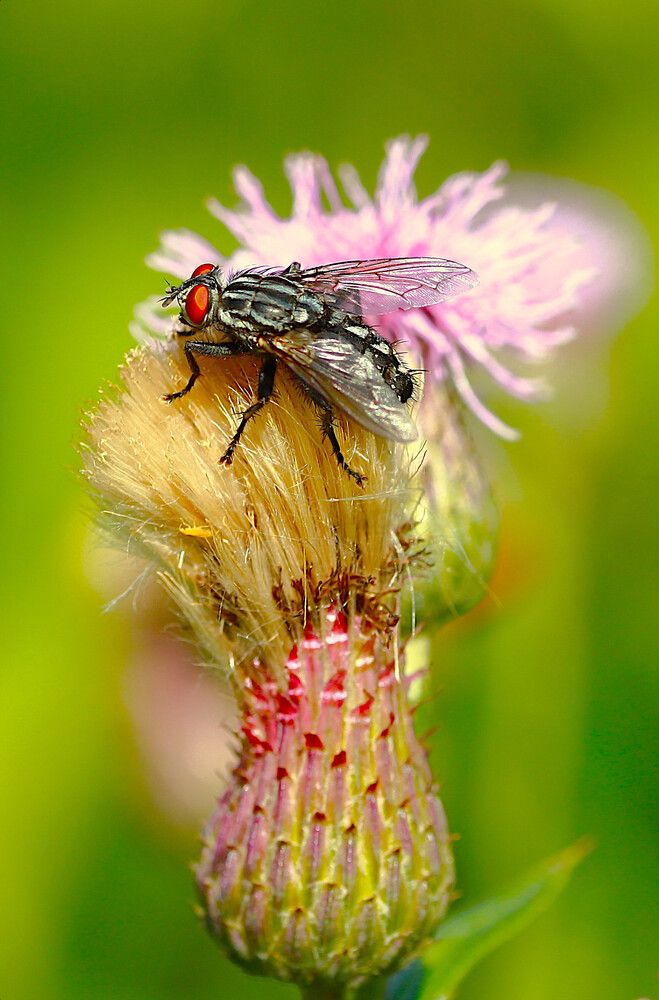 Photograph by Гагик Саркисян