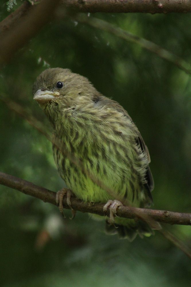 Фотография автора Роман Савин