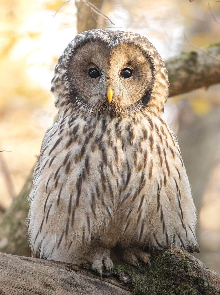 Sunny day for a hunt