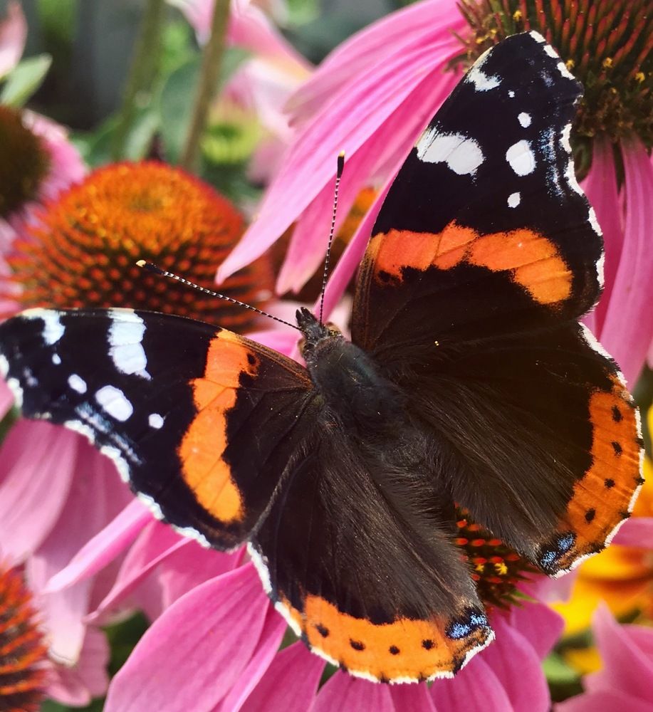 Photograph by Елизавета Большакова