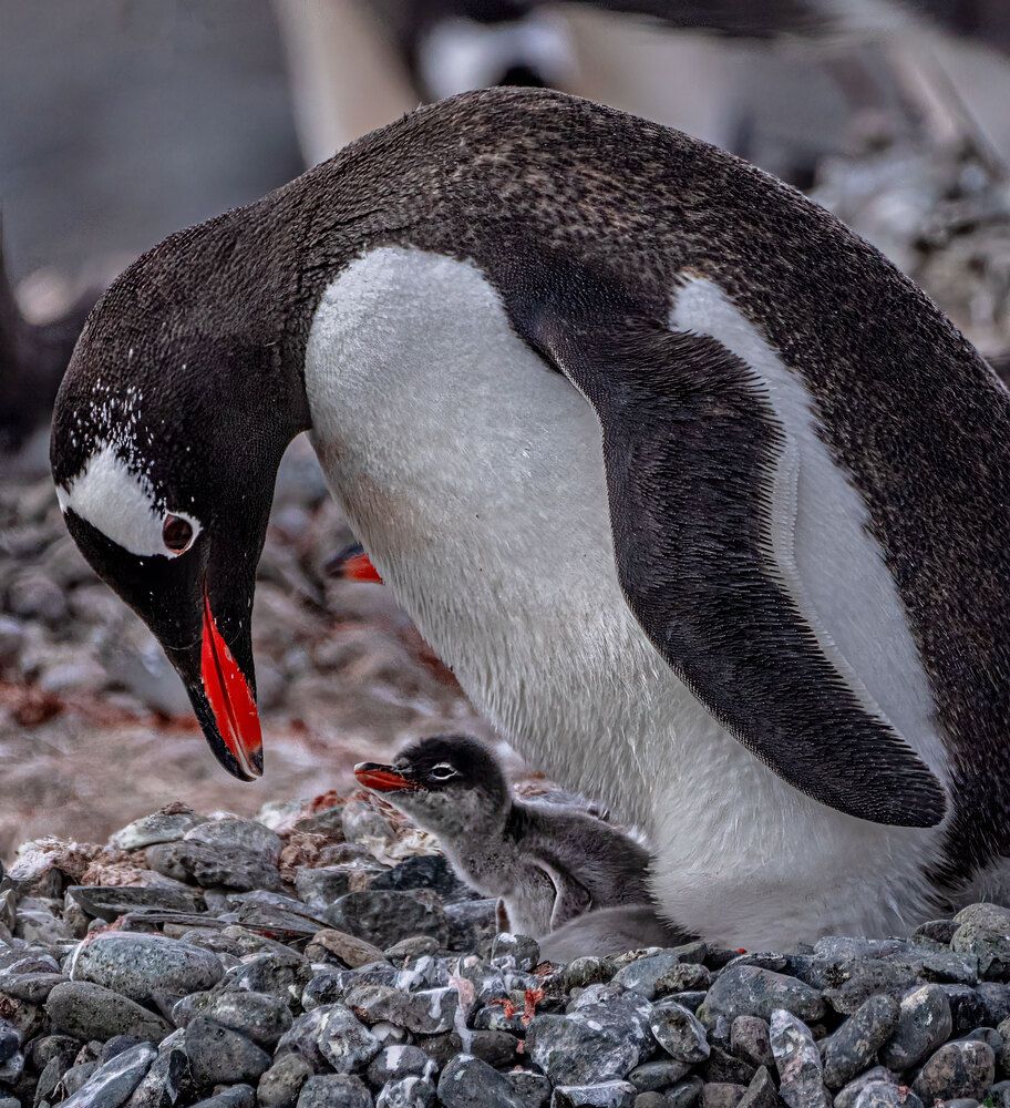 Photograph by gagarin andrey