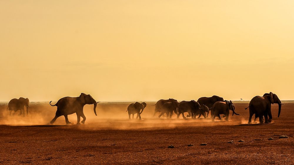 Chaos of Pachyderms!