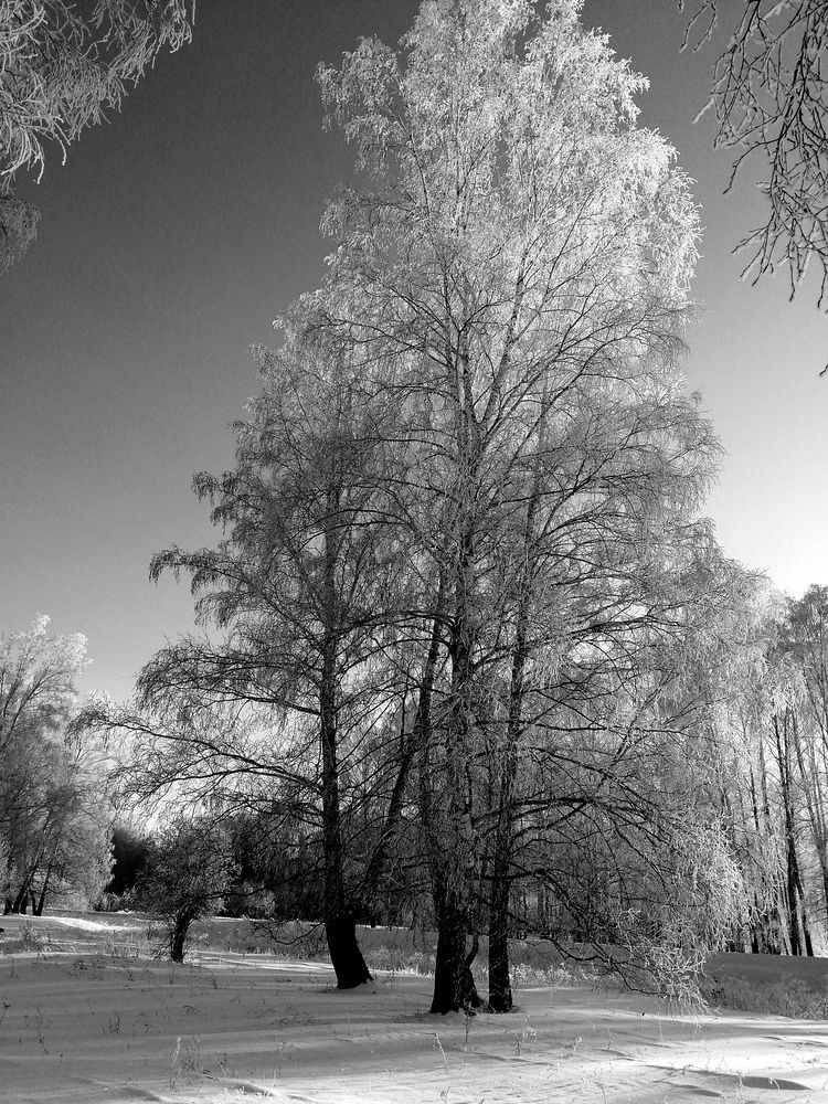 Photo #11876511