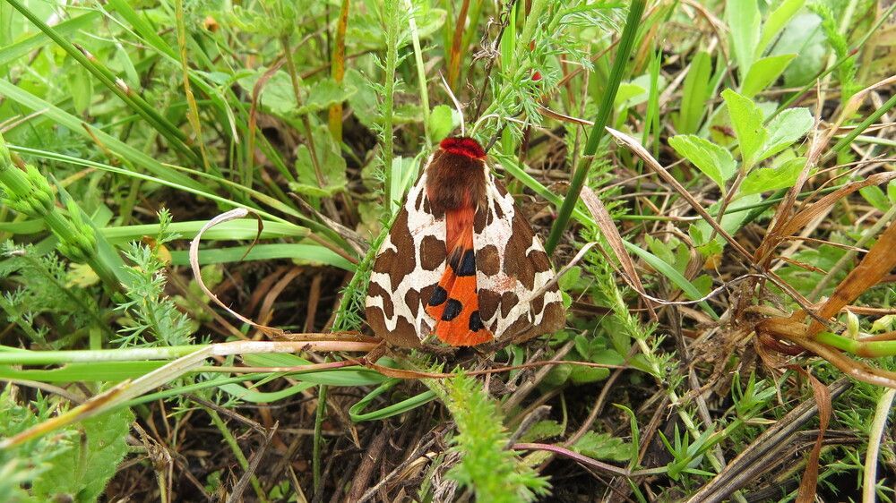 Бабочка Медведица-госпожа