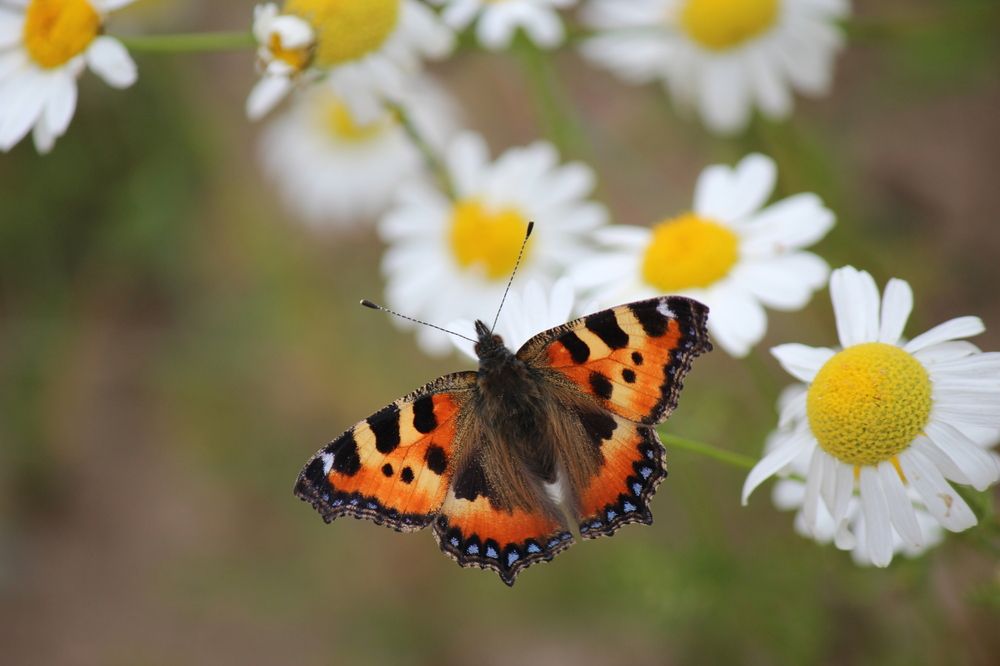 Крапивница