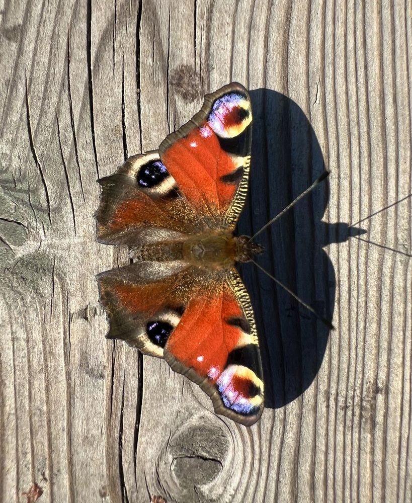 Photograph by Ксения Гулькова