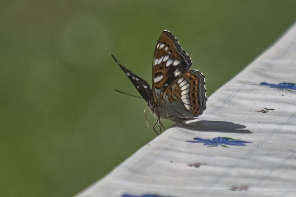 Photograph by Алексей Логинов