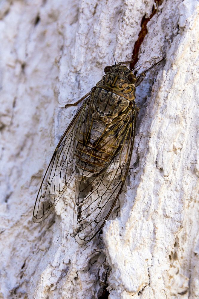 Photograph by Nikolai Barchan