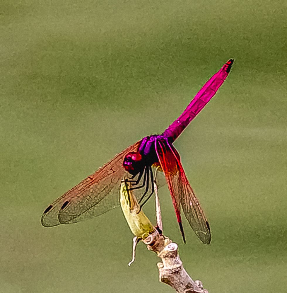 Фотография автора Quan Hung