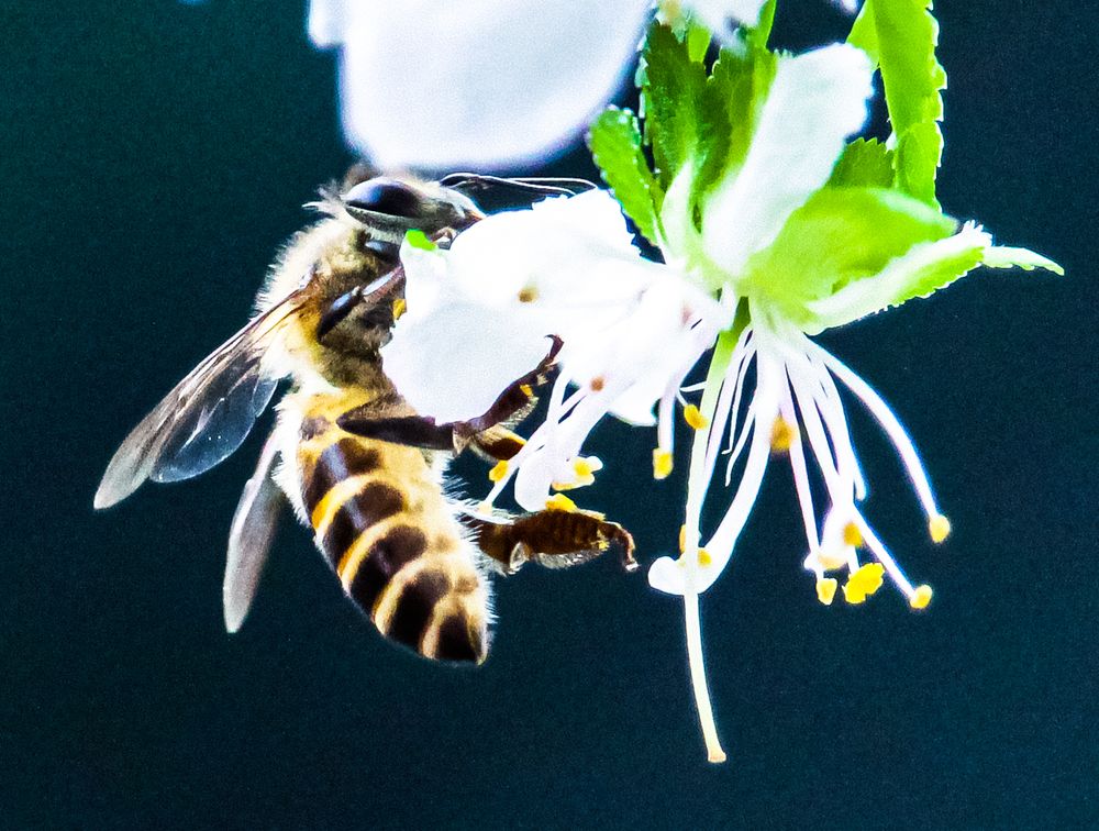 Фотография автора Quan Hung