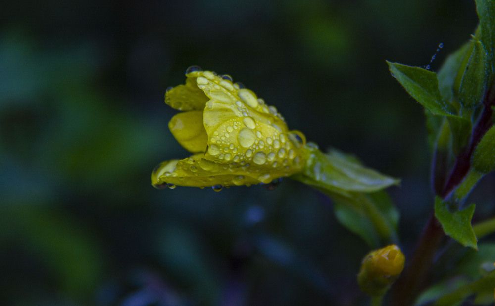 Photograph by Дмитрий Селицкий