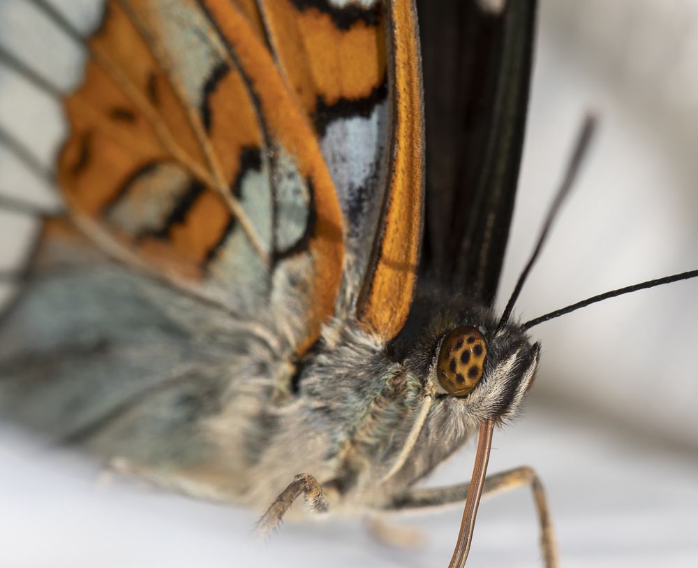 Photograph by Татьяна Феденкова