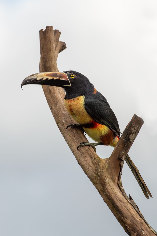 Фотография автора Csépe Róbert