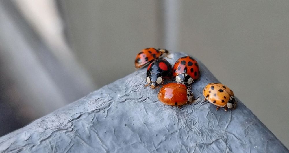 Фотография автора Аркадий Коновалов