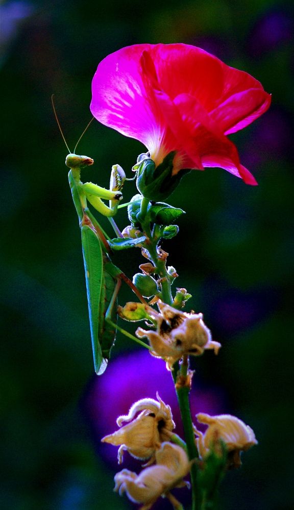 Photograph by Владимир Ким