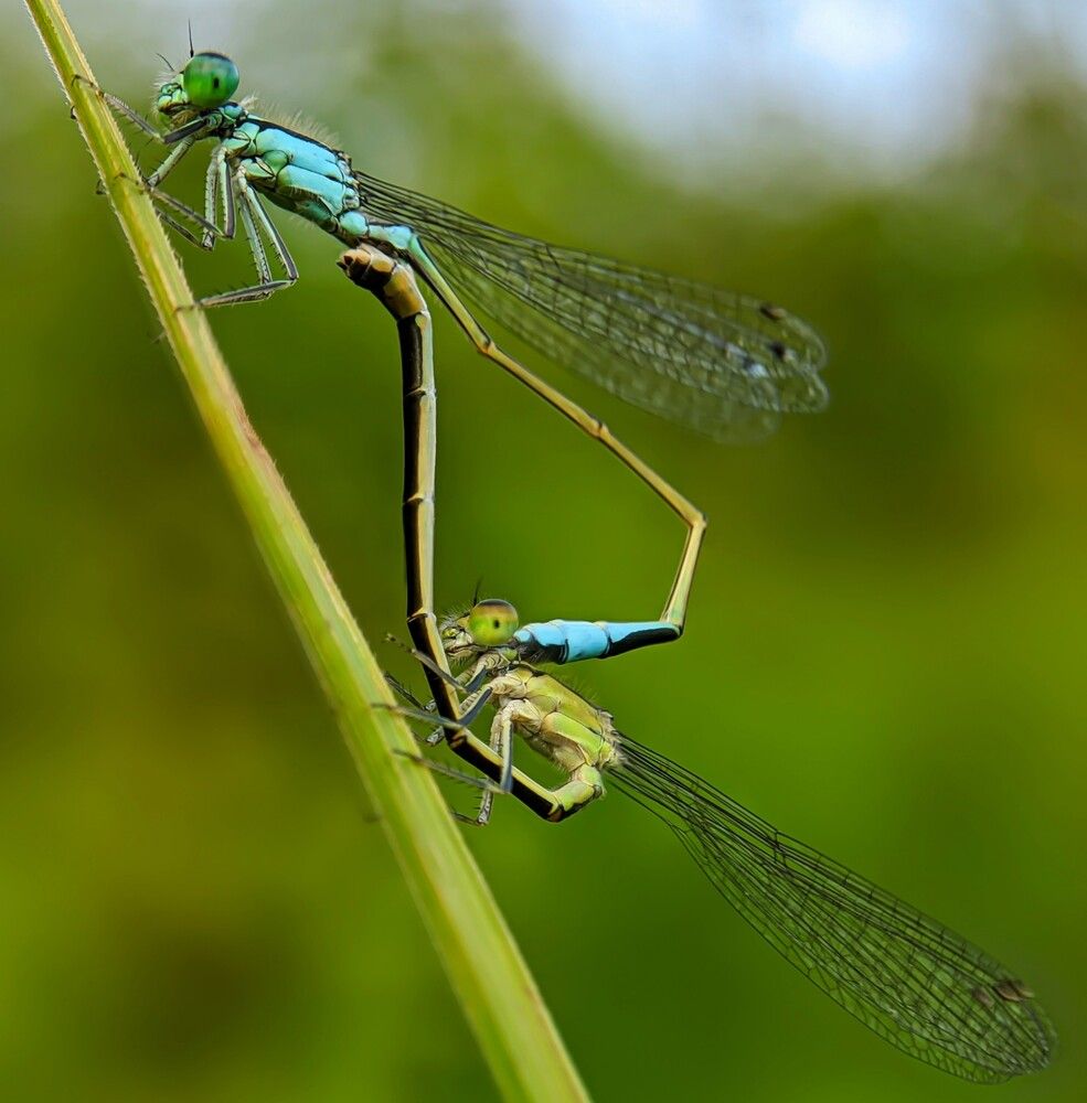 Love Of Damselflies