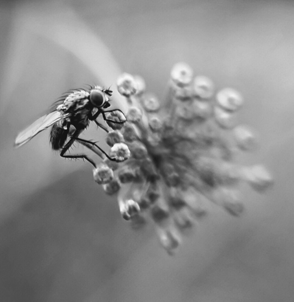 Photograph by Елена