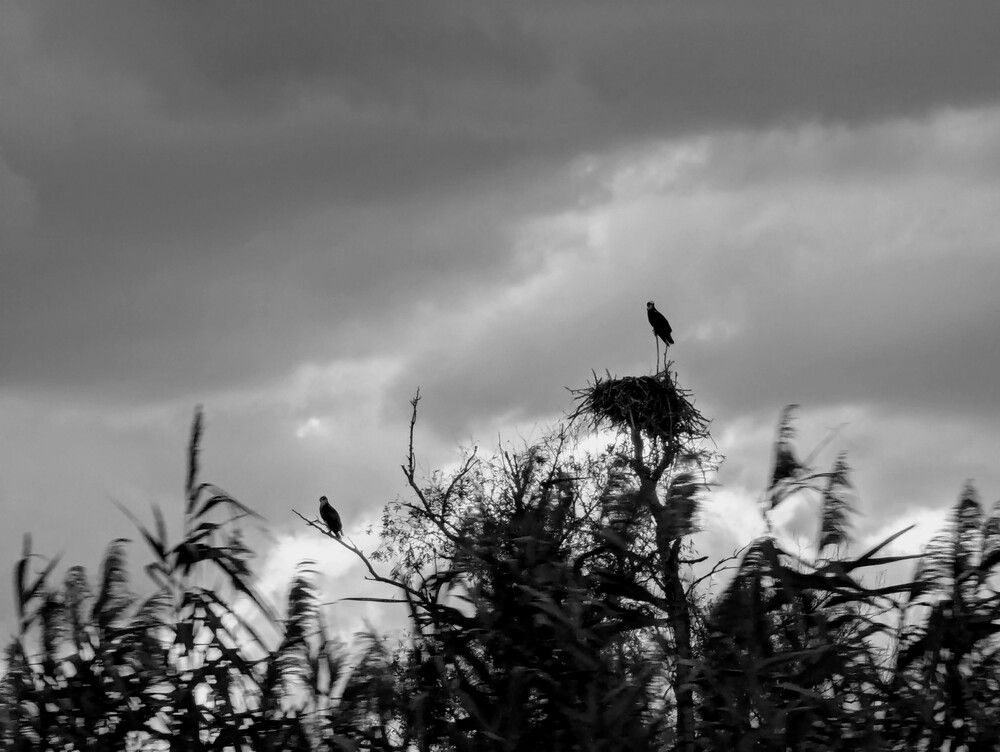 Photograph by Елена