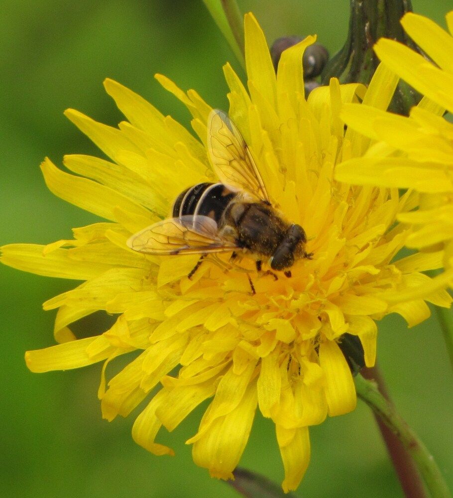 Фотография автора Кузьмичева Екатерина Васильевна